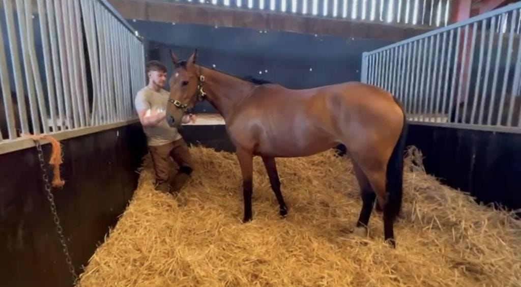 CCR racehorse in stable at the Cotswolds yard